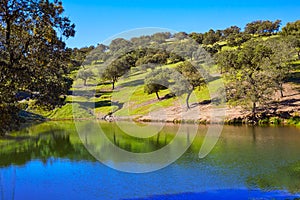 Dehesa grassland by via de la Plata way Spain photo