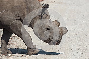 Dehorned Black Rhino in Etosha NP