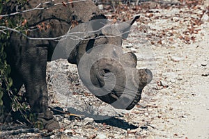 Dehorned Black Rhino in Etosha NP