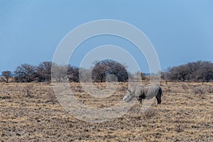 A Dehorned Black Rhinoceros