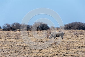 A Dehorned Black Rhinoceros