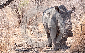 Dehorned Rhino closeup portrait in the Hwange National Park, Zimbabwe