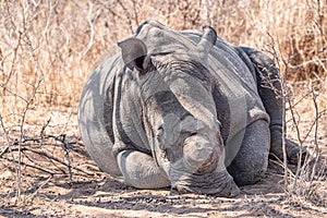 Dehorned Rhino closeup portrait in the Hwange National Park, Zimbabwe