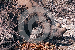 Dehorned Rhino in the Dry Bush in Etosha NP