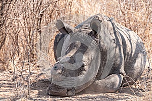 Dehorned Rhino in the Hwange National Park, Zimbabwe