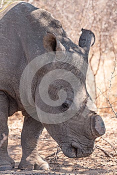 Dehorned Rhino in the Hwange National Park, Zimbabwe
