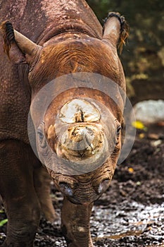 dehorned rhinoceros standing in a muddy environment