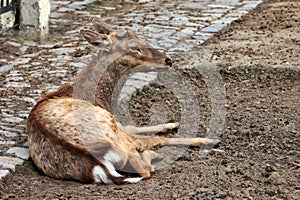 Dehorned sika deer (Cervus nippon)