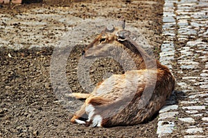 Dehorned sika deer (Cervus nippon)