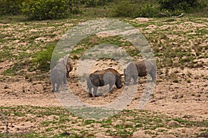 Dehorned White Rhino Ceratotherium simum 14796