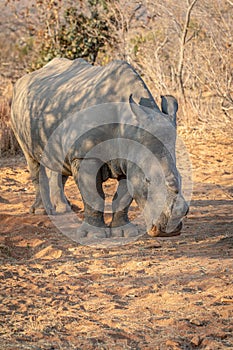 Dehorned White rhino grazing in the bush