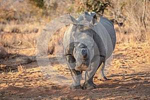 Dehorned White rhino starring at the camera