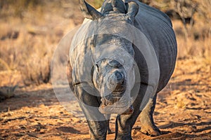 Dehorned White rhino starring at the camera