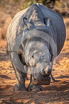 Dehorned White rhino starring at the camera