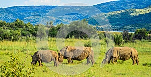 Dehorned White Rhinoceros in it`s natural surrounding and landscape