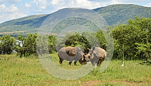 Dehorned White Rhinoceros in it`s natural surrounding and landscape