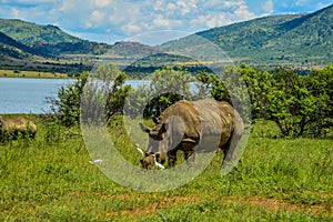 Dehorned White Rhinoceros in it`s natural surrounding and landscape