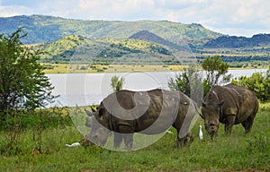 Dehorned White Rhinoceros in it`s natural surrounding and landscape