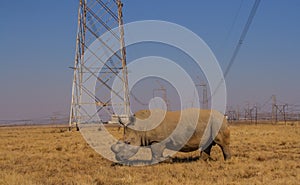 Dehorned white rhinoceros in South Africa