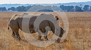 Dehorned white rhinoceros in South Africa