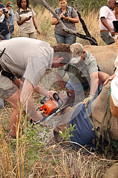 Dehorning of large rhino after been darted and stabilized