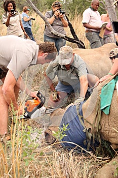 Dehorning of large rhino after been darted and stabilized