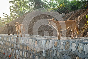 Dehradun, uttarakhand - India. A group of stray dogs standing on a stone wall