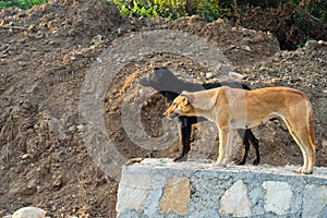 Dehradun, uttarakhand - India. A group of stray dogs standing on a stone wall