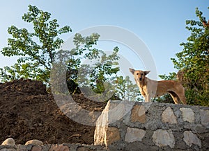 Dehradun, uttarakhand - India. An isolated shot of a stray dog standing on a stone wall