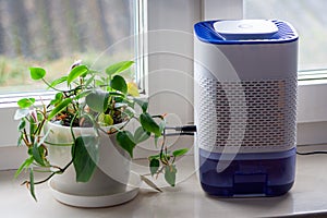 Dehumidifier on the windowsill in the house by the window. Next to a green flower. The concept of mold and fungus in the house and