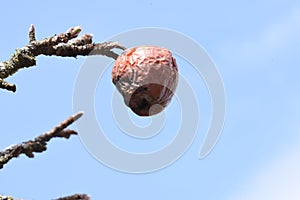 Dehydrated apples of Novaci-Romania 322