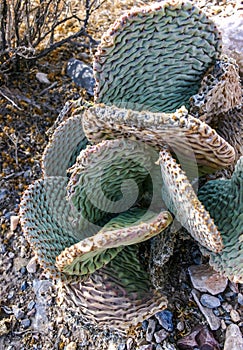 Dehydrated Beavertail cactus (Opuntia basilaris), prickly pear cactus, California, USA