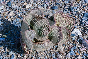 Dehydrated Beavertail cactus (Opuntia basilaris), prickly pear cactus, California, USA