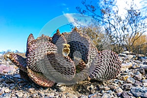 Dehydrated Beavertail cactus (Opuntia basilaris), prickly pear cactus, California, USA