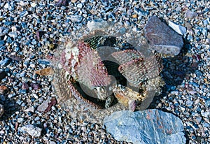 Dehydrated Beavertail cactus (Opuntia basilaris), prickly pear cactus, California, USA