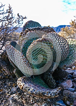 Dehydrated Beavertail cactus (Opuntia basilaris), prickly pear cactus, California, USA