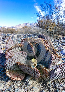 Dehydrated Beavertail cactus (Opuntia basilaris), prickly pear cactus, California, USA