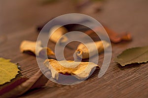 Dehydrated homemade pumpkin dog treats with leaves