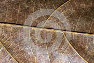 Dehydrated leaf closeup. Autumn leaf texture macro photo. Yellow leaf vein pattern.