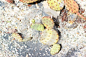 Dehydrating cactus in the sunlight