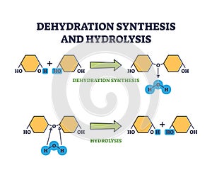 Dehydration synthesis and hydrolysis chemical process stages outline diagram photo