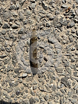 Deilephila elpenor - caterpillar