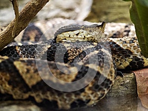 Deinagkistrodon acutus, Chinese Moccasin, is a dangerous poisonous snake