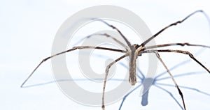 The Deinopis subrufa also called the rufous net-casting spider is a species of spiders in Australia.