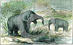 Deinotherium and mastodon of Miocene period, vintage engraving