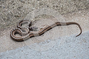 Dekay`s brown snake closeup view