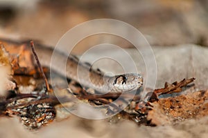 Dekay's Brownsnake - Storeria dekayi