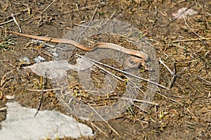 Dekay's Brownsnake - Storeria dekayi