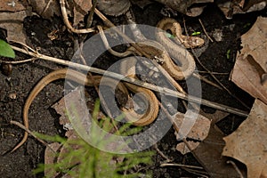 Dekay`s Brownsnake - Storeria dekayi