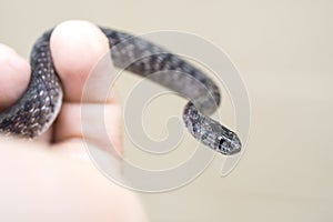 Dekays Brown Snake held in hand